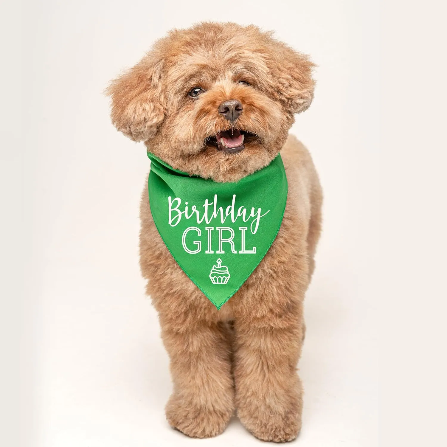Birthday Girl with Cupcake Dog Bandana | 100% Cotton | Made in USA | Birthday | Pawty | Party Theme | Celebration Supplies | Photoshoot | Orange, One Size (215)